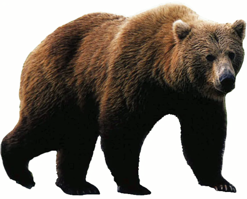 bear fighting, aggressive stance, territorial behavior png